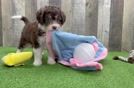 Mini Aussiedoodle Puppy for Adoption