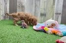 Cute Cavapoo Baby