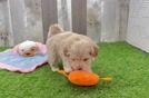 Happy Maltipoo Baby