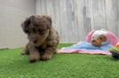 Havapoo Puppy for Adoption