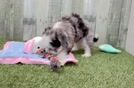 Best Aussiechon Baby
