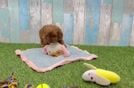 Best Cavapoo Baby