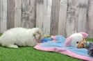 Poodle Pup Being Cute