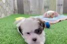 Adorable Shichon Designer Puppy