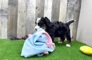 Popular Mini Bernedoodle Poodle Mix Pup