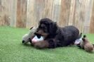 Popular Cavapoo Poodle Mix Pup