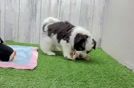 Funny Havanese Baby