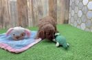 Cavapoo Puppy for Adoption