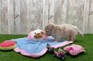 Best Maltipoo Baby