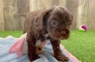 Cavapoo Pup Being Cute