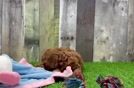 Happy Cavapoo Baby