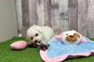 Bichon Frise Puppy for Adoption