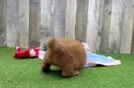 Petite Mini Goldendoodle Poodle Mix Pup