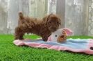 Poodle Puppy for Adoption