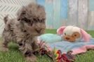 Hypoallergenic Havadoodle Poodle Mix Puppy