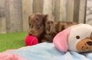 Dachshund Puppy for Adoption