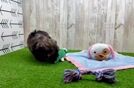 Best Shih Poo Baby
