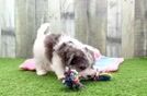 Maltipoo Pup Being Cute