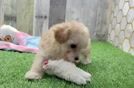 Adorable Moodle Poodle Mix Puppy