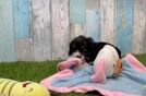 Cavapoo Pup Being Cute