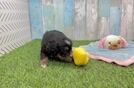 Petite Mini Bernedoodle Poodle Mix Pup