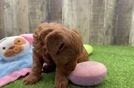Best Mini Goldendoodle Baby