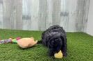 Funny Cavapoo Poodle Mix Pup