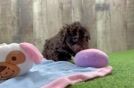 Hypoallergenic Poodle Purebred Pup