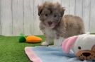 Meet Bean - our Havanese Puppy Video