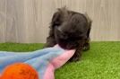 Funny Shih Poo Poodle Mix Pup