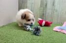 Fluffy Pomachon Designer Pup