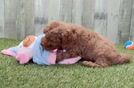 Adorable Cavalier King Charles Spaniel and Poodle Mix Poodle Mix Puppy