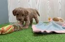 Mini Goldendoodle Puppy for Adoption