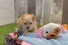 Maltipoo Pup Being Cute