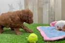 Meet Felicia - our Mini Goldendoodle Puppy Video