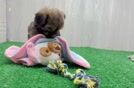 Meet Fargo - our Shih Poo Puppy Video