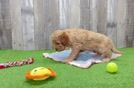 Cavapoo Pup Being Cute