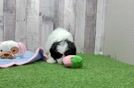 Meet Wendy - our Cavapoo Puppy Video