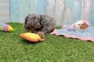 Meet Marcelo - our Cavapoo Puppy Video