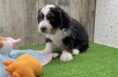Best Mini Bernedoodle Baby