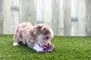 Best Aussiechon Baby
