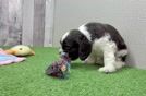 Meet Laramie - our Cocker Spaniel Puppy Video