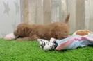 Mini Goldendoodle Puppy for Adoption