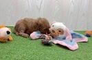 Meet Chardonnay - our Mini Goldendoodle Puppy Video