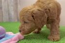 Mini Goldendoodle Puppy for Adoption