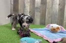 Popular Mini Bernedoodle Poodle Mix Pup