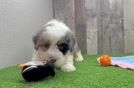 Funny Mini Bernedoodle Poodle Mix Pup