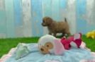 Smart Cavapoo Poodle Mix Pup