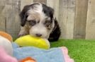 Mini Sheepadoodle Puppy for Adoption