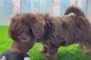 Yorkie Poo Pup Being Cute
